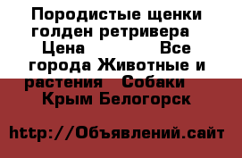 Породистые щенки голден ретривера › Цена ­ 25 000 - Все города Животные и растения » Собаки   . Крым,Белогорск